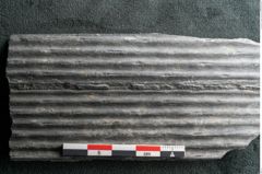Foto (Detailansicht) von Sigillaria elongata Brongniart (NHMW-GEO-2024-0188-11070)